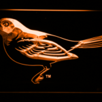 Baltimore Orioles 5 - Image 5